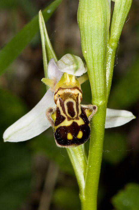 Ophrys apifera var. laetitiae